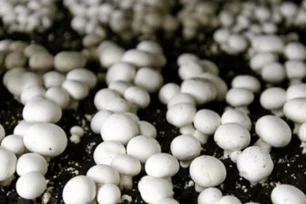 Imagem referente à matéria: Mercado de psicodélicos cresce nos EUA e acende debate sobre regulamentação e segurança