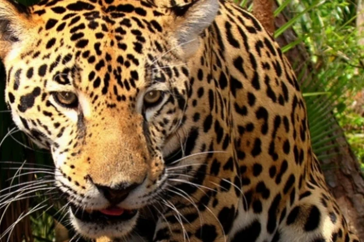 Onça-pintada: caso mais recente aconteceu na manhã desta sexta-feira, 28, e vitimou um macho de cerca de 2 anos. (Wikimedia Commons/Wikimedia Commons)
