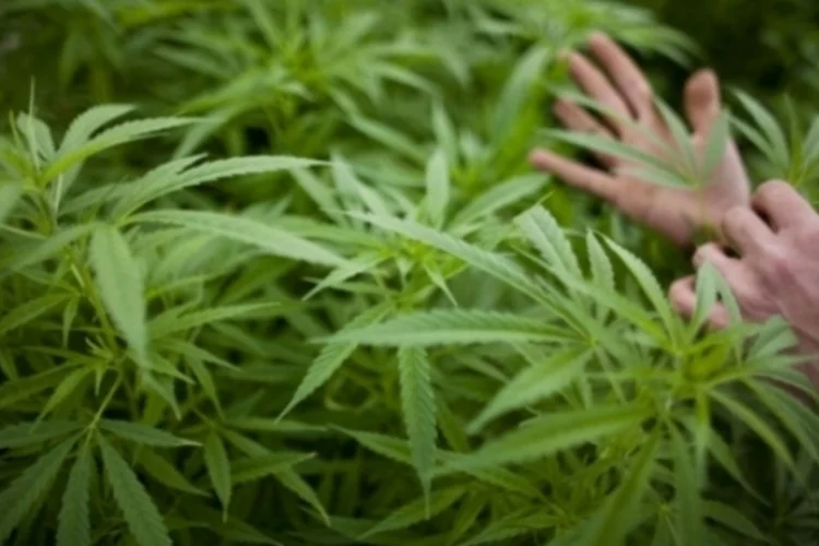 maconha (Getty Images)