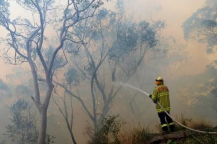 floresta (©afp.com / WILLIAM WEST)