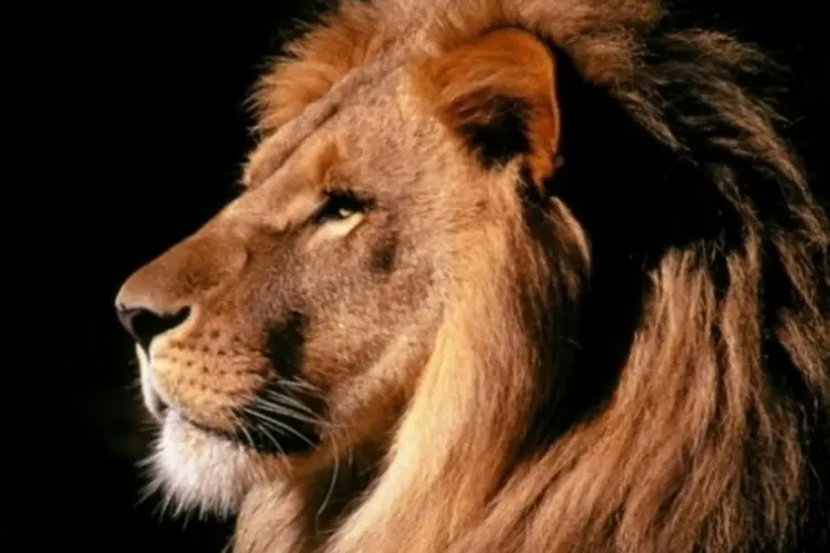 Leão (Reprodução)