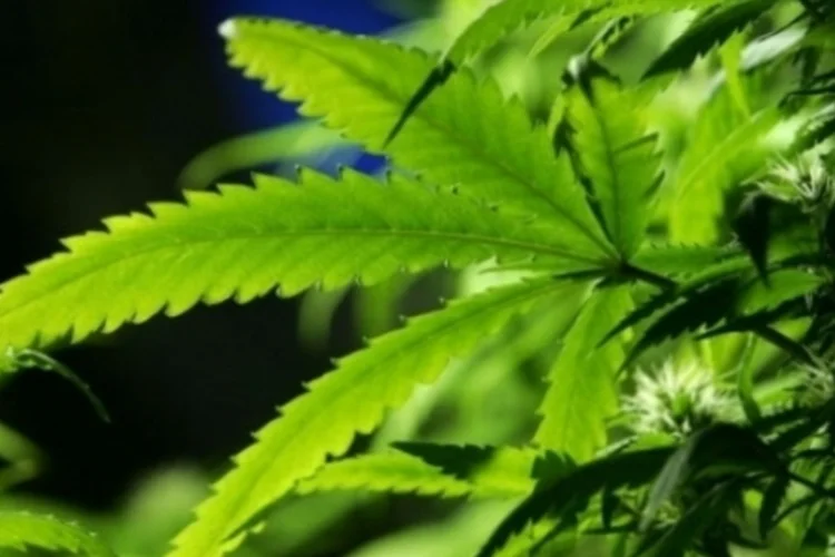 maconha (Getty Images)