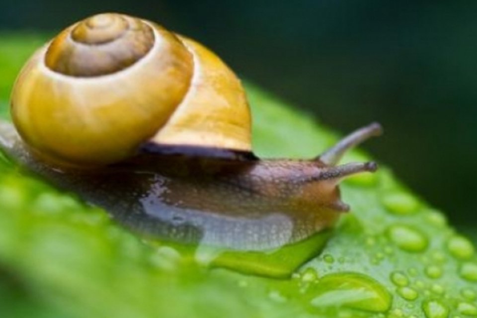 Veneno de caracol marinho pode se tornar analgésico potente