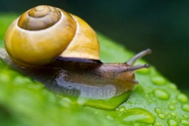 caracol (afp.com)