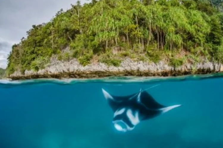 Das cerca de 600 espécies de raias conhecidas, 36% são consideradas ameaçadas de extinção (©afp.com / Shawn Heinrichs)