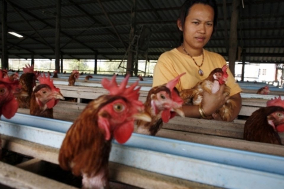 Canadá registra 1ª morte na América do Norte causada por vírus H5N1