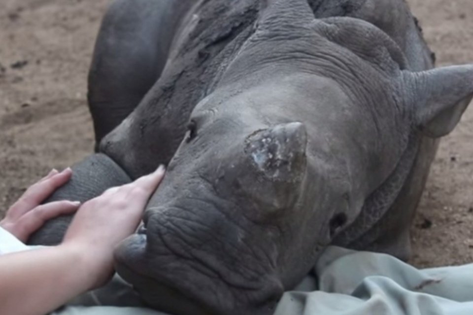 Bebê rinoceronte se recusa a dormir sozinho após ver mãe ser morta
