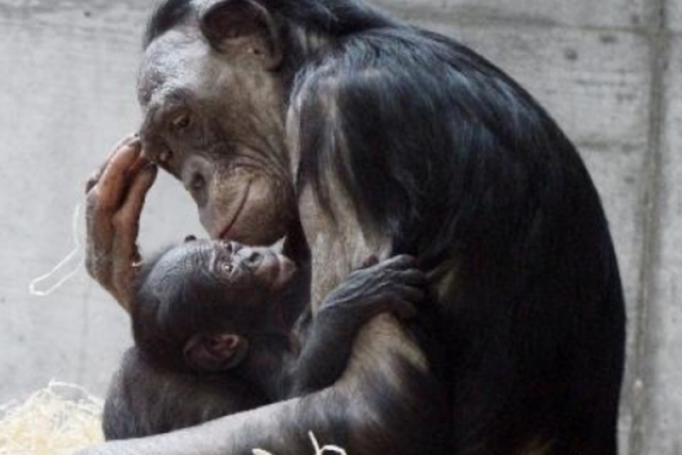 Macacos bonobos têm comportamento parecido com o de crianças