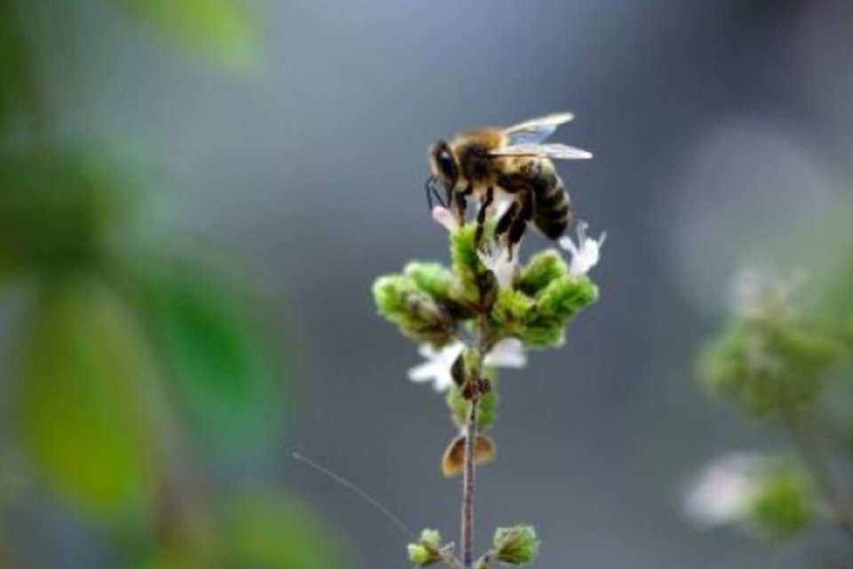 Veneno de aranha pode salvar abelhas, diz estudo