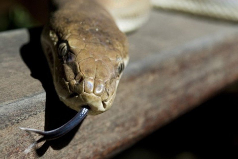 Serpentes invadem casas australianas