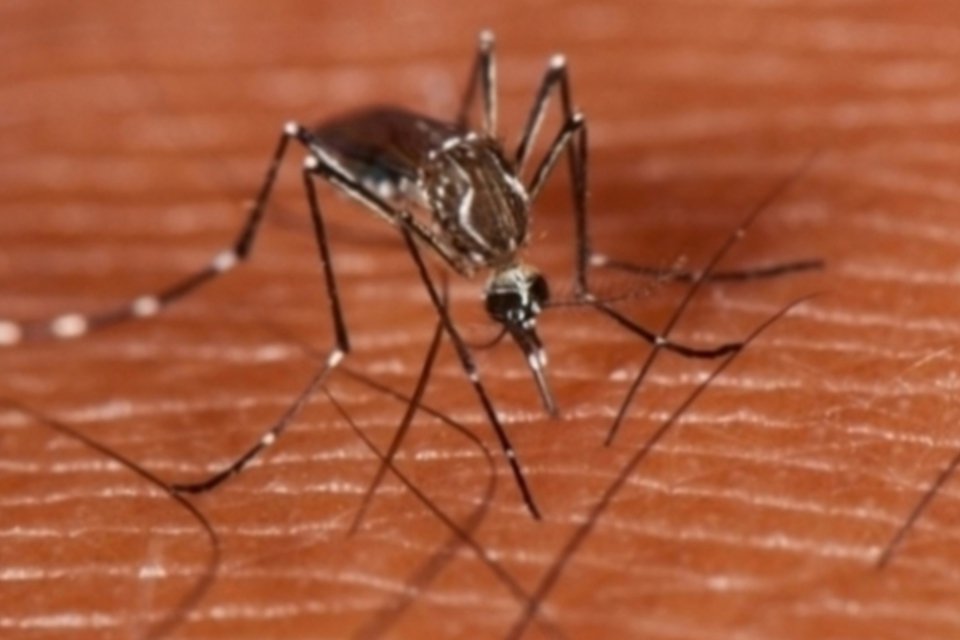 Em São Paulo, Campinas concentra 34% dos casos de dengue