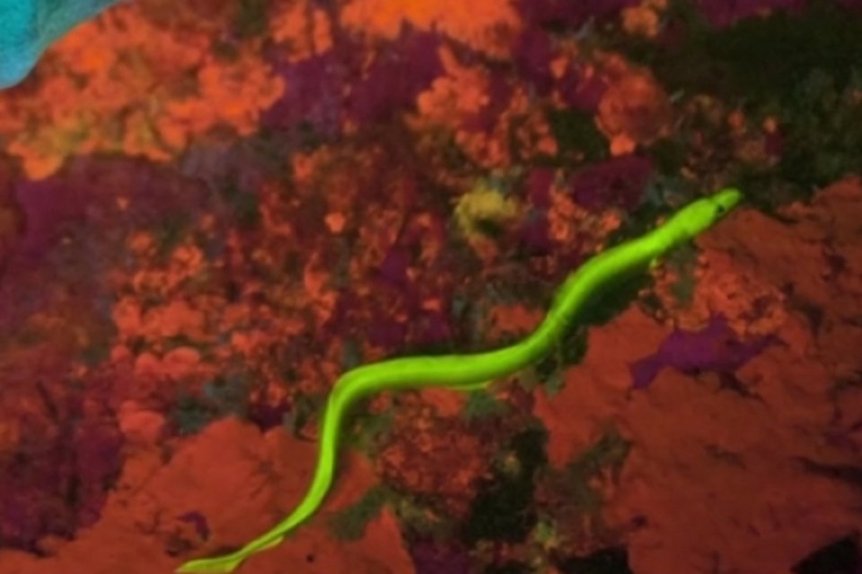 Peixes que brilham: cientistas descobrem mais de 180 deles