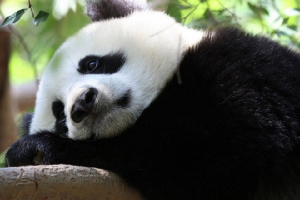 Panda simula gravidez para ganhar mais comida e quarto particular