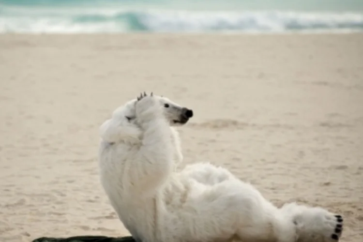 urso (Getty Images)