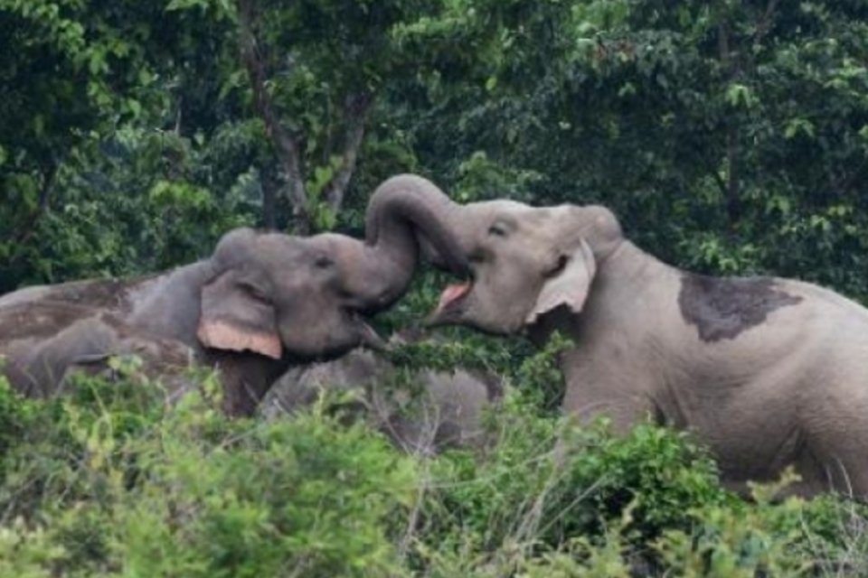 Estudo revela que elefantes têm olfato mais poderoso do reino animal