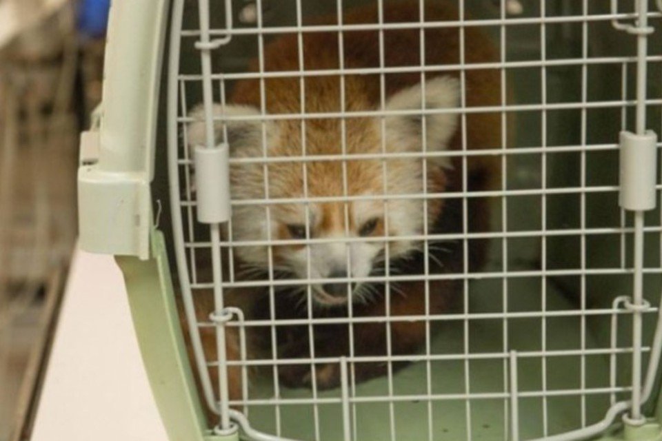 Zoológico encontra panda-vermelho desaparecido