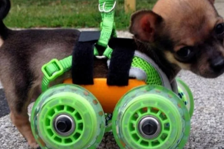 TurboRoo (Reprodução/Instagram)