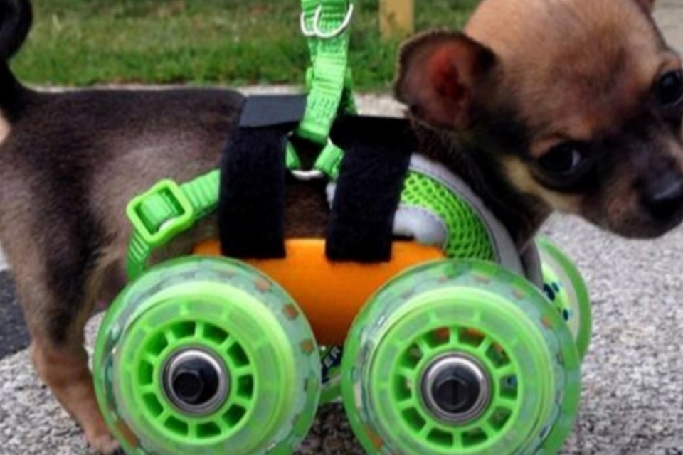 Cachorro sem patas dianteiras ganha cadeira de rodas impressa em 3D