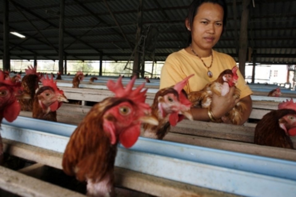 Primeira pessoa morta por H5N1 na América do Norte era enfermeira