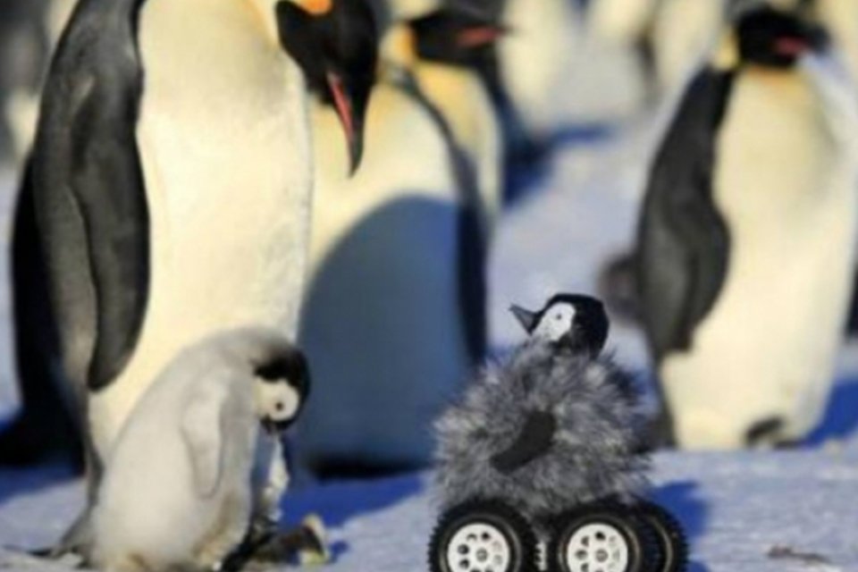 Robô disfarçado ajuda cientistas a estudar pinguins