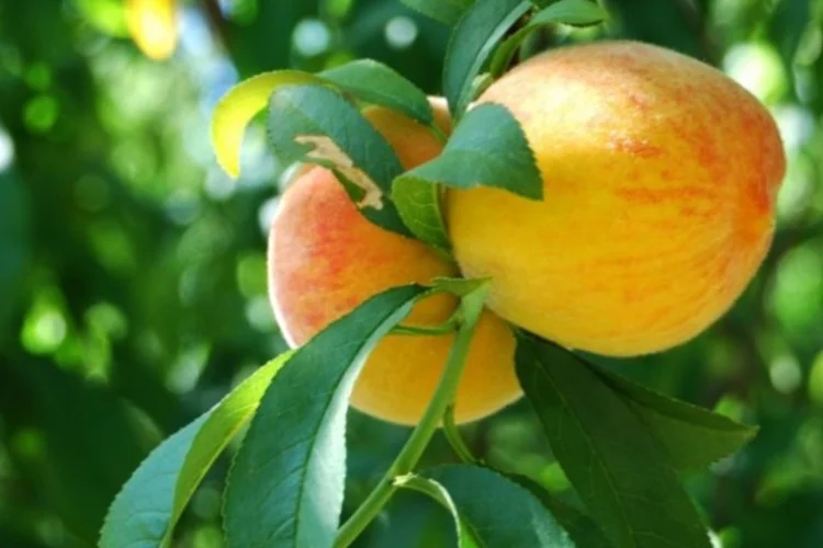 pêssego (Photo Pin)