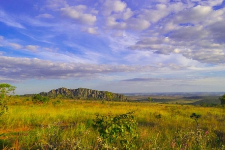 WWF Brasil alerta sobre desmatamento no Dia Nacional do Cerrado