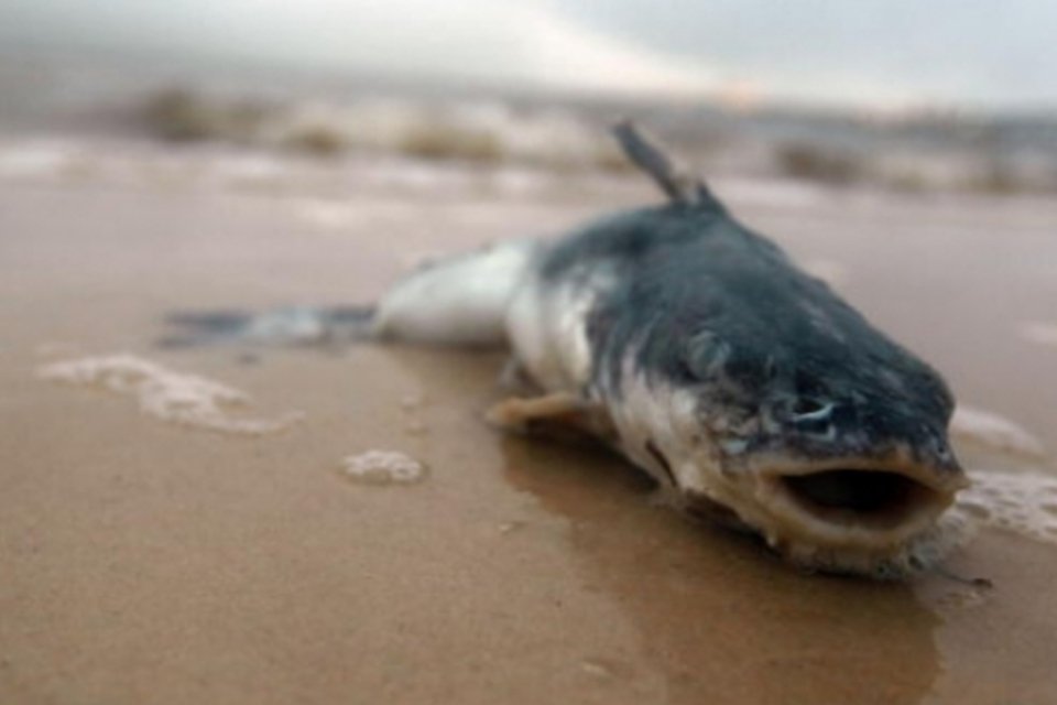 Petróleo tem efeitos tóxicos sobre coração dos peixes