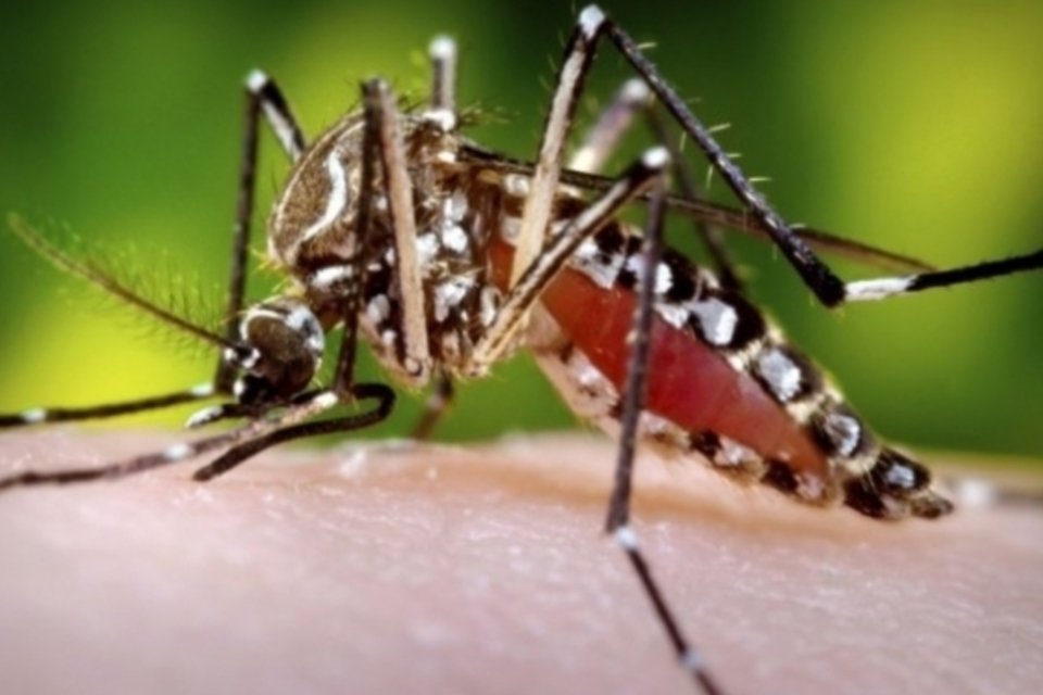 Casos de dengue caem 80% no Brasil