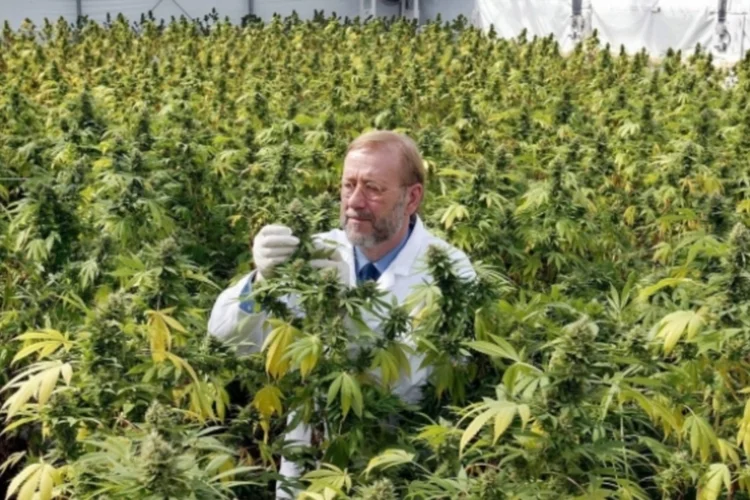 Plantação de maconha (EPA PHOTO)