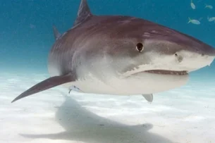 Além do megalodon: saiba quais são os maiores tubarões do mundo