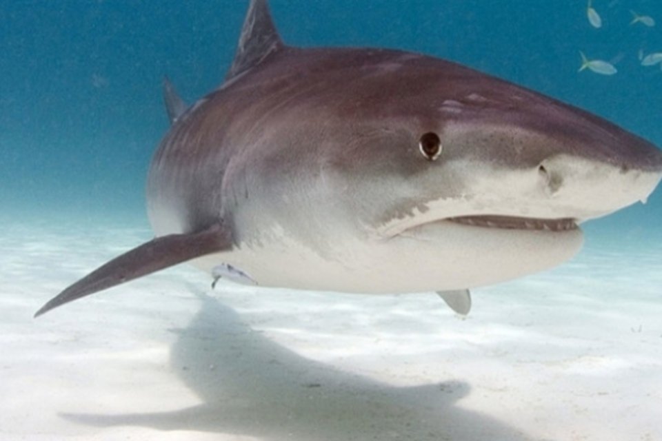 Ataques de tubarões fazem Google reforçar cabos de dados