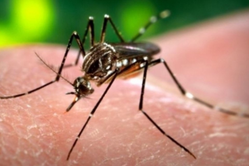 Brasil tem 1º caso de transmissão da febre chikungunya
