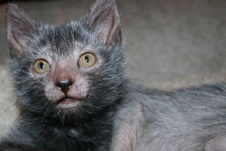 Este animal parece um lobisomem, mas é um gatinho
