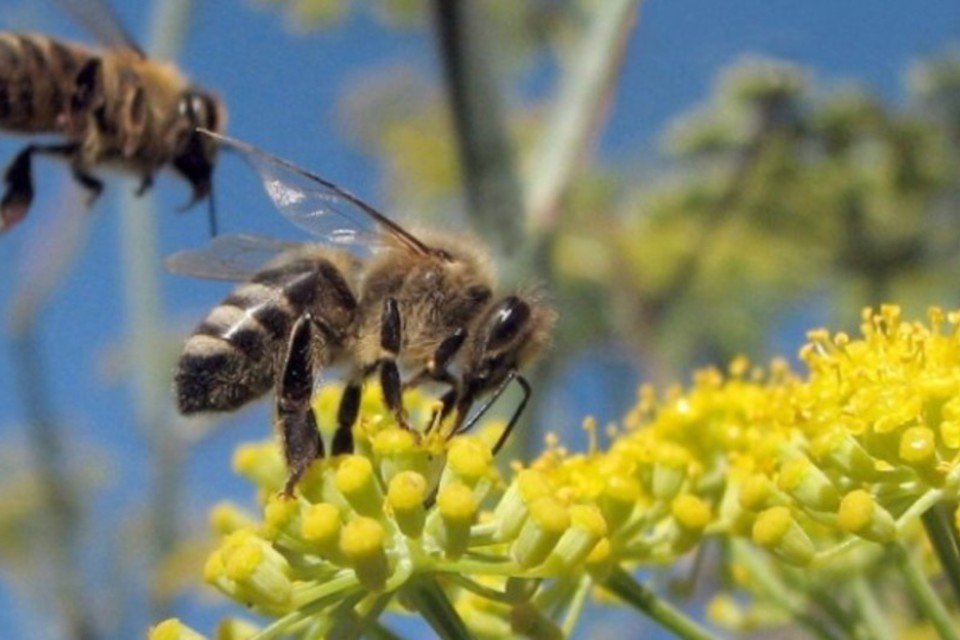 Colapso das colônias de abelhas preocupa cientistas