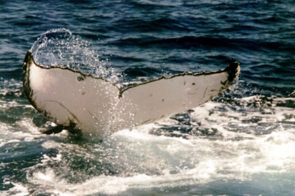 Desnutrição explica baleias encalhadas na Austrália