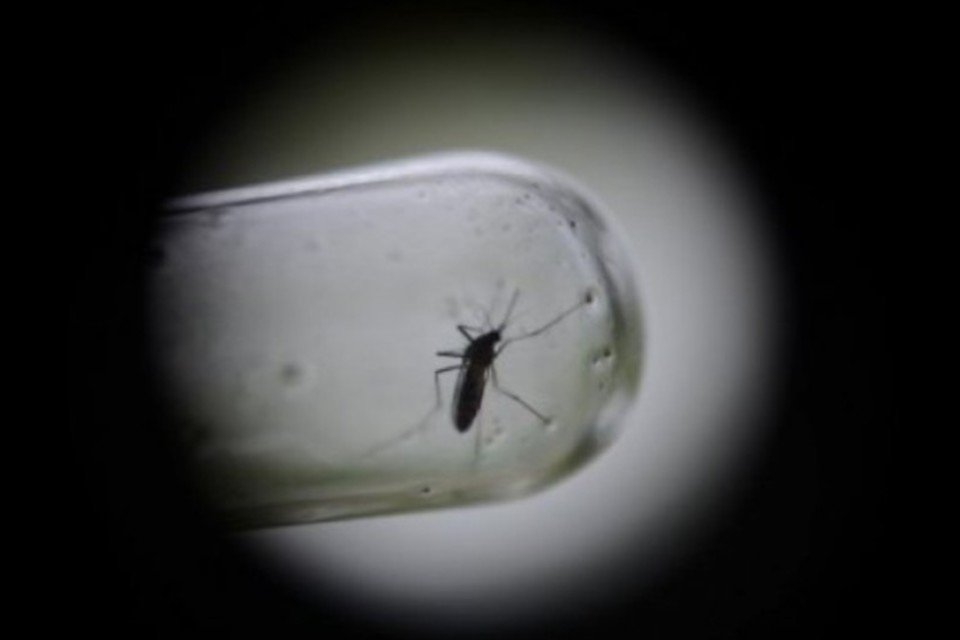 Estudo mostra interação complexa entre mosquito e vírus da dengue