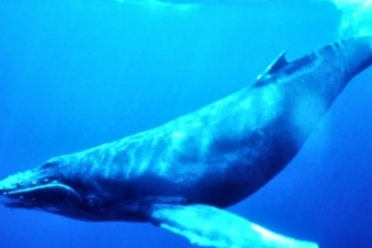Baleia Jubarte (Wikimedia Commons)