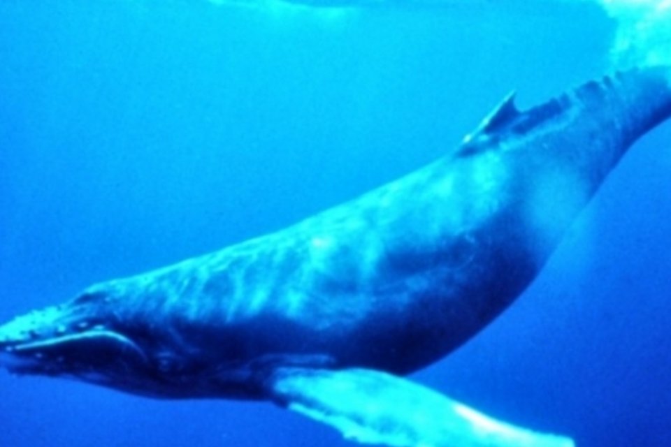 Baleias jubartes do Brasil estão salvas da extinção