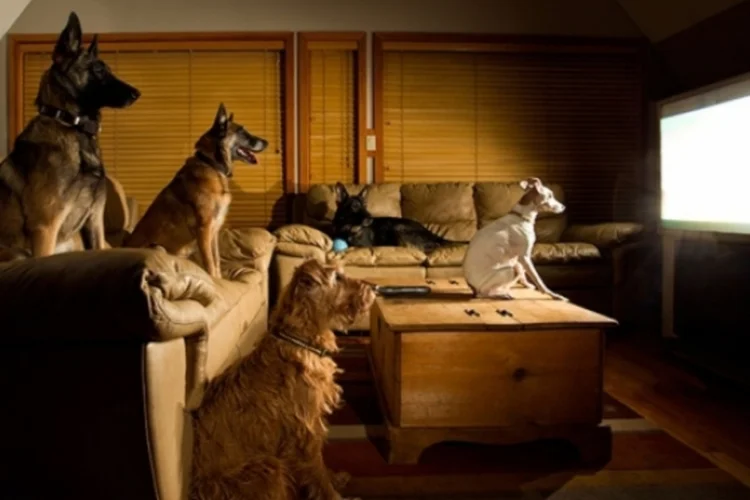 dogtv