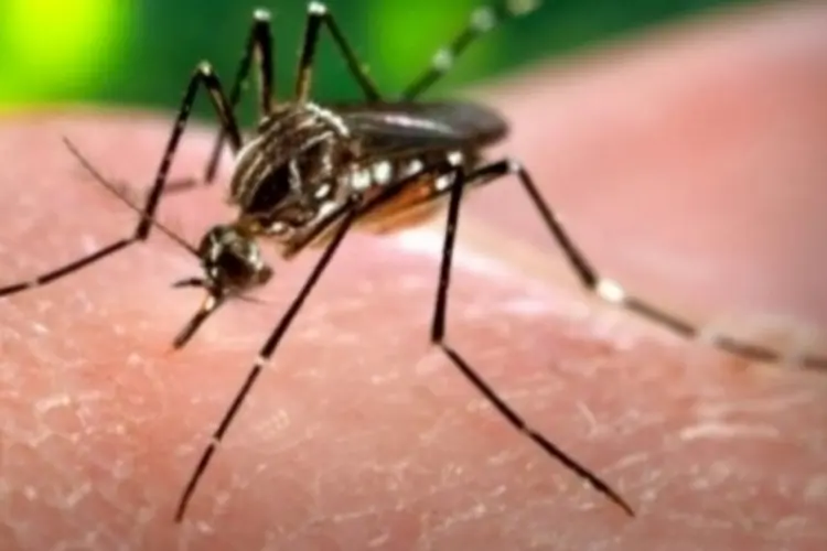 Dengue (Wikimedia Commons)