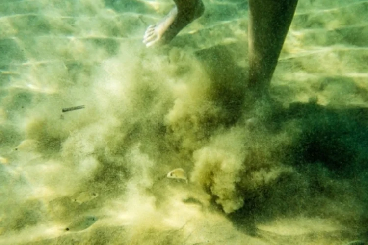 palometa (Reprodução)