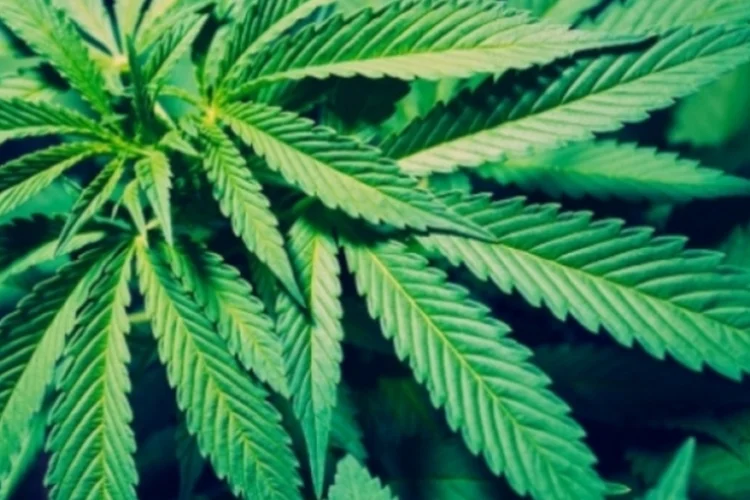 maconha (Getty Images)