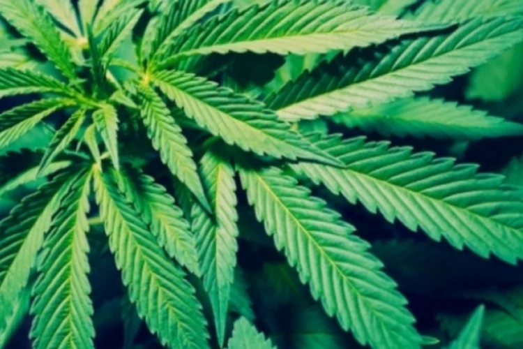 maconha (Getty Images)