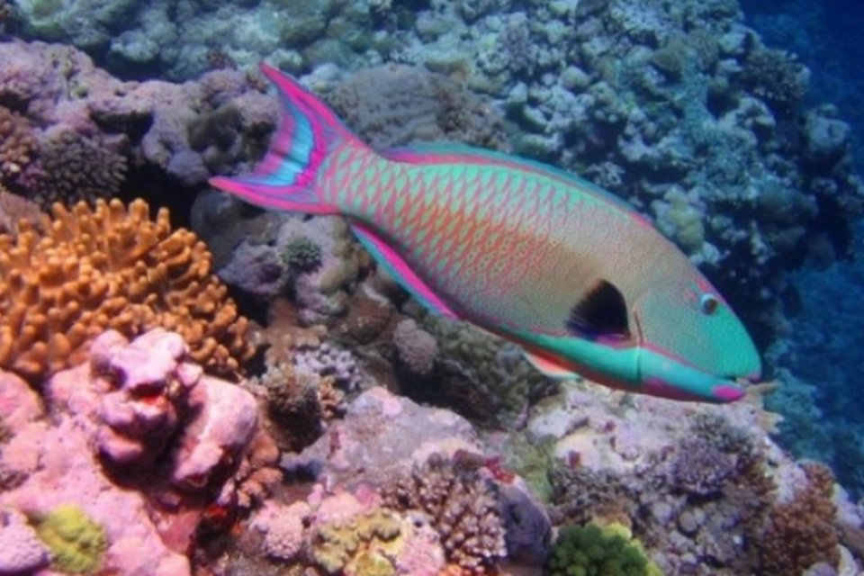 Berçário de corais leva vida nova ao mar da Jamaica