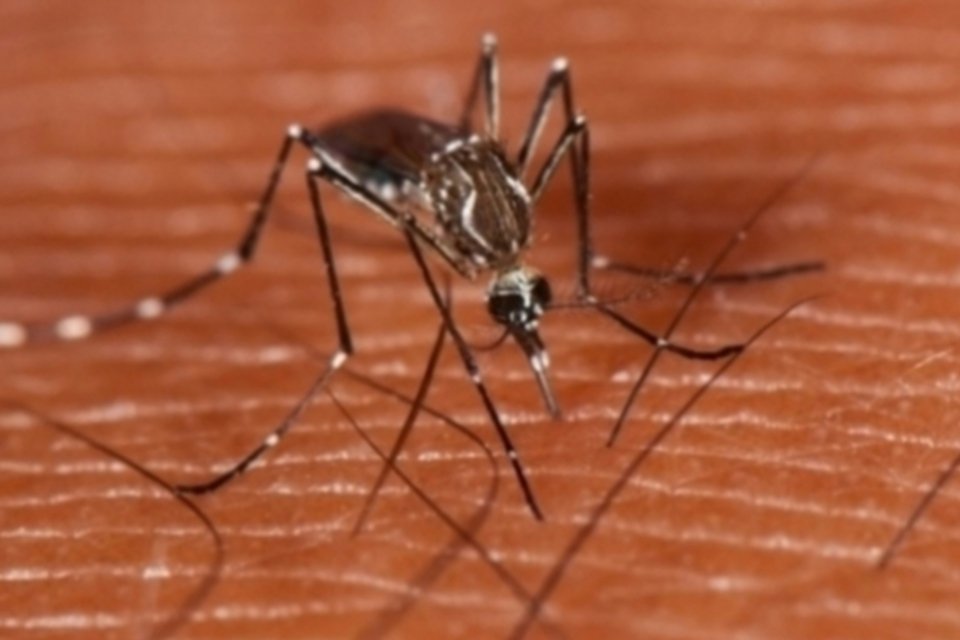 SP tem 6 distritos em nível de emergência por causa de dengue