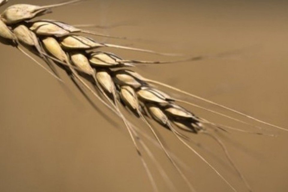 Descobertos genes que protegem contra ferrugem negra do trigo