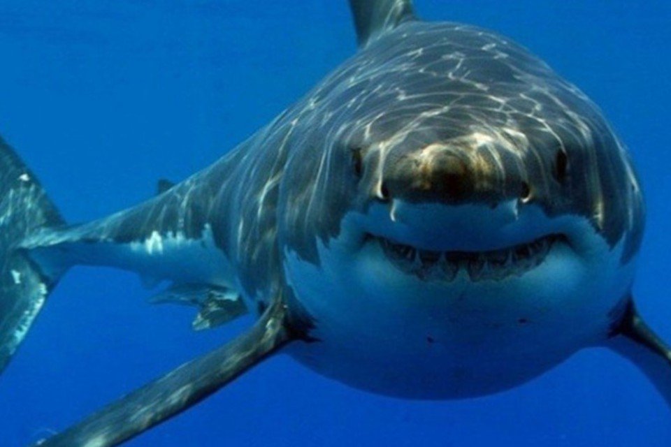 Vídeo de tubarão em João Pessoa impressiona internautas