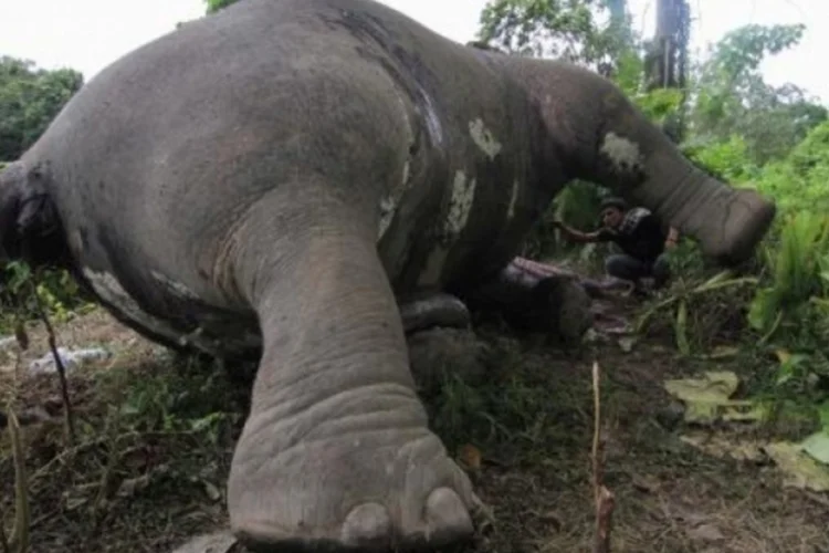 elefante (©afp.com / Fikri Ramadhavi)