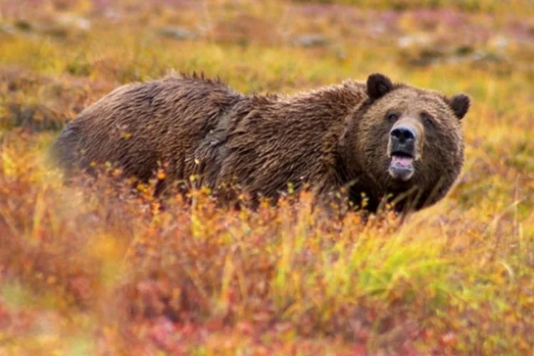 urso cinzento
