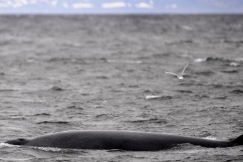 Caçadores matam número recorde de baleias na Noruega